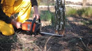 Best Tree Removal Service  in Wasco, CA