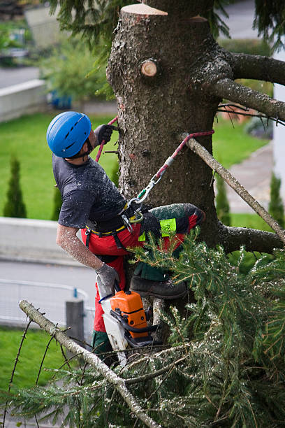 Why Choose Our Tree Removal Services in Wasco, CA?