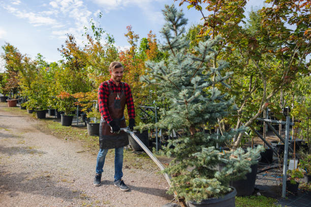 Best Fruit Tree Pruning  in Wasco, CA